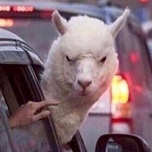 Meet your Posher, Rosie